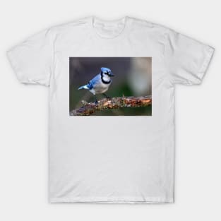 Blue Jay T-Shirt